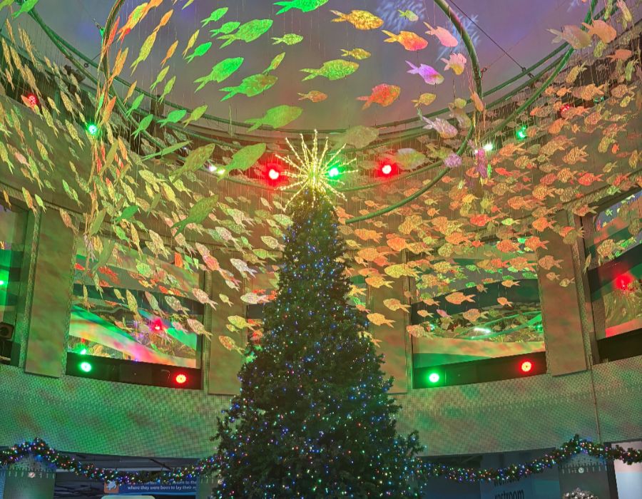 News & Events 10 ending 2025 on a festive note 003